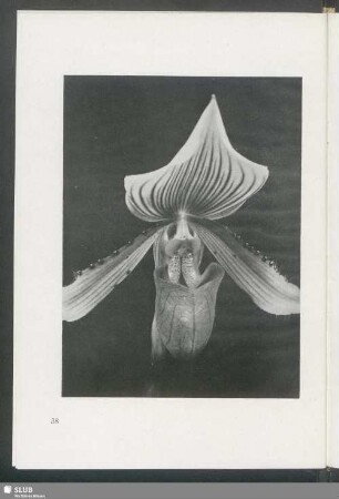 Cypripedium