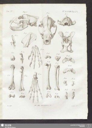 Pl. XXXVIII. pag. 484