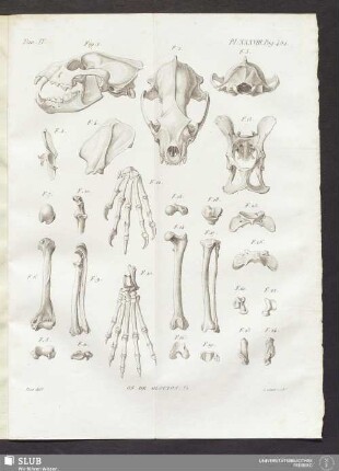 Pl. XXXVIII. pag. 484
