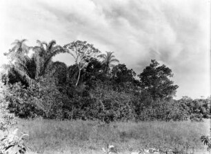 Baumgruppe : Vegetationsbild der Pampa