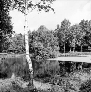 Teich an Ortsgrenze zu Ahrensburg: im Vordergrund Birke: hinten Bäume