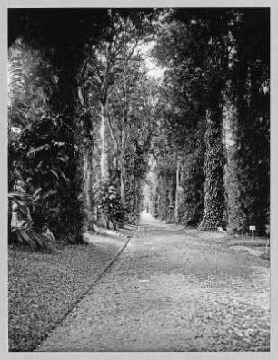 Buitenzorg (Bogor), Java/Indonesien. Botanischer Garten (1817; K. G. K. Reinwardt). Allee mit von Epiphyten überwucherten Baumriesen des tropischen Regenwaldes