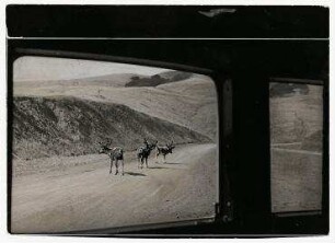 Erich Salomon zu Gast bei William Randolph Hearst, Rentiere im privaten Zoo, San Simeon, Kalifornien