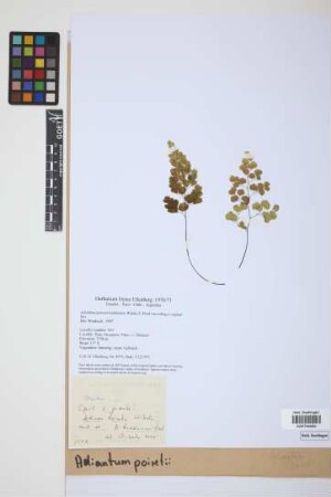 Adiantum poiretii