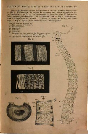 Anatomischer Hand-Atlas : zum Gebrauch im Secirsaal, 2. Bänder