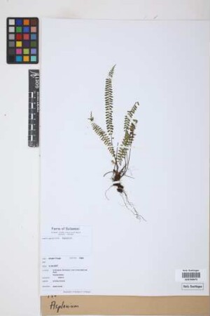 Asplenium spec.