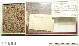 Emmer - Triticum dicoccum Schübl. Körner