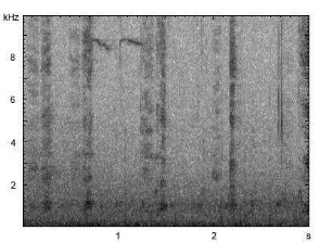 Hausgans | Anser anser f. domestica - Ruf