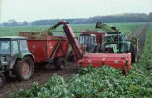 Fotografie: Zuckerrübe, Erntetechnik, Frontköpfer, Zweiphasiges Ernteverfahren