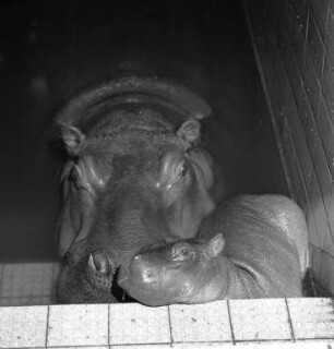 Nachwuchs bei den Nilpferden im Karlsruher Zoo.