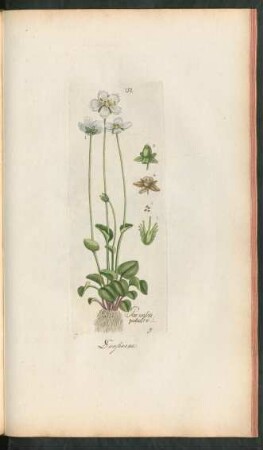 152. Parnassia palustris