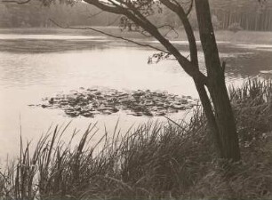 Dahlener Heide. Zahlteich westlich Schöna mit Weißer Seerose (Nymphaea alba)