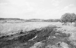 Brenner Moor: vorn Wassertümpel: dahinter Gräser und Binsen: hinten rechts Zaun: daahinter und im Hintergrund Bäume