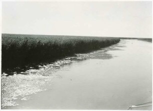 Litcova-Kanal. Vor der Phragmites-Wand Mersilia und Nymphaea-Nuphar