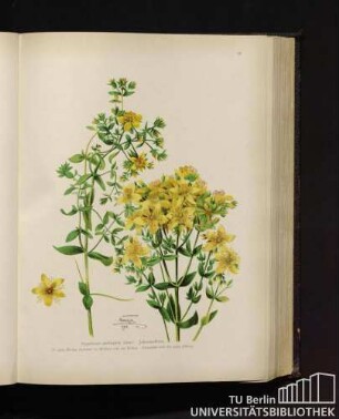 Hypericum perforatum Linné. Johanniskraut.