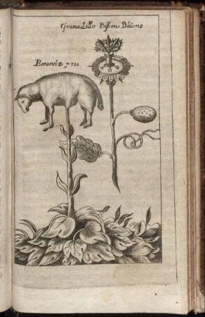 Granadillo Passions Blume - Boranetz