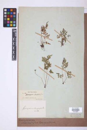 Anogramma chaerophylla (Desv.) Link