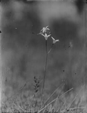 Glockenblume : Blüten einer Glockenblume.