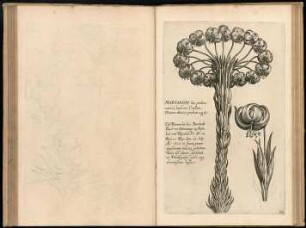 Florilegium novum : hoc est: variorum maximeque rariorum florum ac plantarum ... = New Blumbuch …