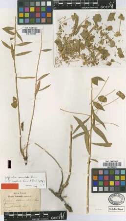 Euphorbia tinctoria Boiss. & Huet [syntype]