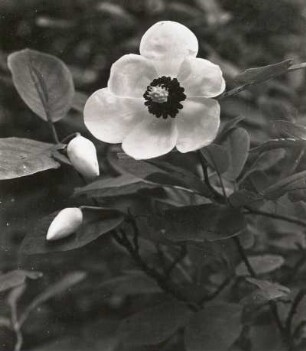 Dresden. Botanischer Garten. Magnolie (Magnolia), Blüte