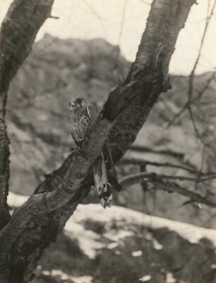 Turmfalke (Falco tinnunculus L.), altes Männchen