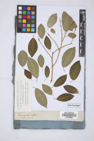 Ficus gardeniaefolia