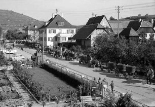 Ihringen: Lange Wagenreihe mit Trauben, vor der Winzergenossenschaft