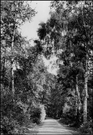 Marienwerder, Im Stadtforst