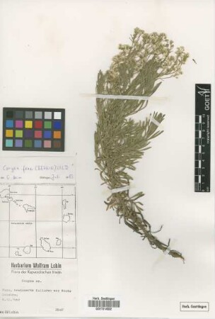 Conyza sp.