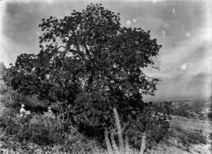 Chorisiabaum : Blick auf einen Baum