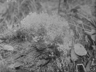 Cladonia : Eine Schlauchpilzflechte der Gattung Cladonia (Cladonia spec. Hill)