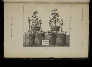Tafel XII. Fig. 46.