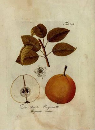 Tab. 124. Die kleinste Bergamotte [...]
