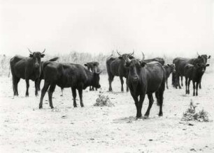 Die schwarzen Stiere der Camargue