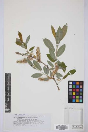 Salix canariensis C. Sm. ex Link