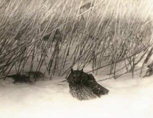 Europa. Waldohreule (Asio otus) im Winter nach dem Kröpfen am Boden