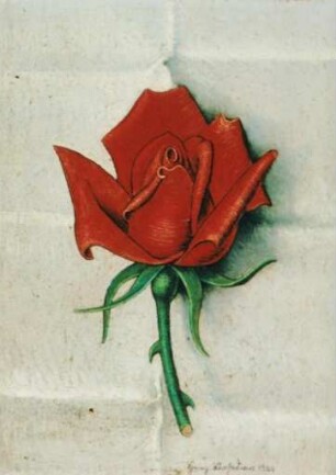 Rote Rose auf weißer Decke
