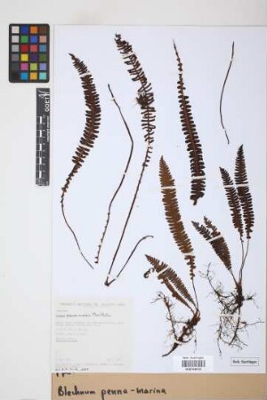 Blechnum penna-marina (Poir.) Kuhn