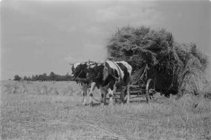 Erntefeld mit Kornpuppen. Ernte mit Hilfe eines Ochsengespanns. : Žně žita z pomocu wolaceho zapřaha. Snopy na žitnišću.