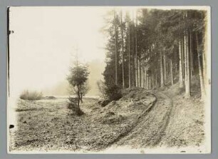 Am Weg zur Burgruine Hohnstein bei Ilfeld, Harz