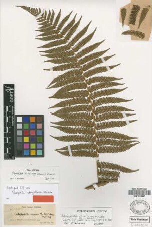 Cyathea strigillosa (Maxon) Domin