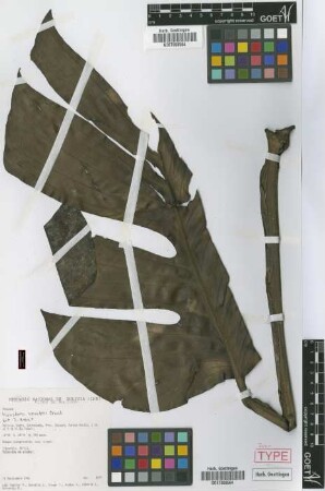 Monstera kessleri Croat [isotype]