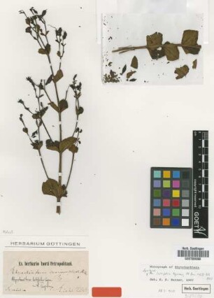 Rhynchanthera latifolia Cogn.