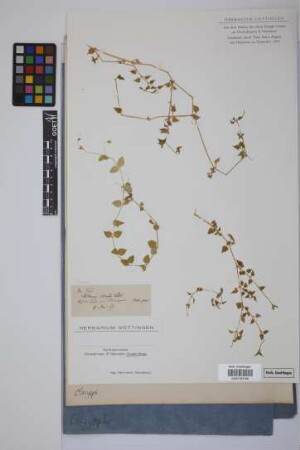 Stellaria ciliata M. Vahl ex Persoon