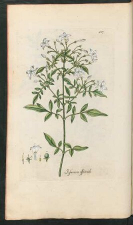 417. Jasminum officinale