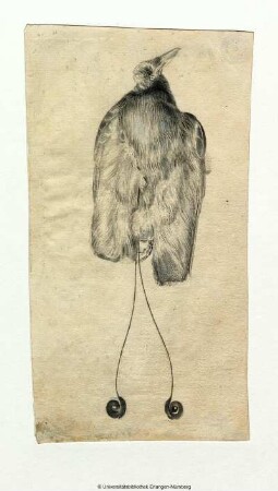 Toter Paradiesvogel (?), mit langen Schwanzfedern, die in gekrümmte Federbüschel endigen