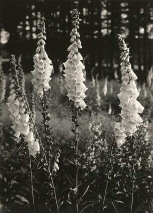 Rote Fingerhut (Digitalis purpurea)