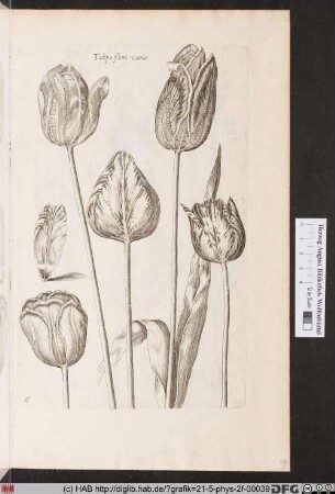 [Tulpen]
