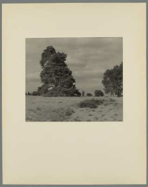 Landschaft mit Laubbäumen